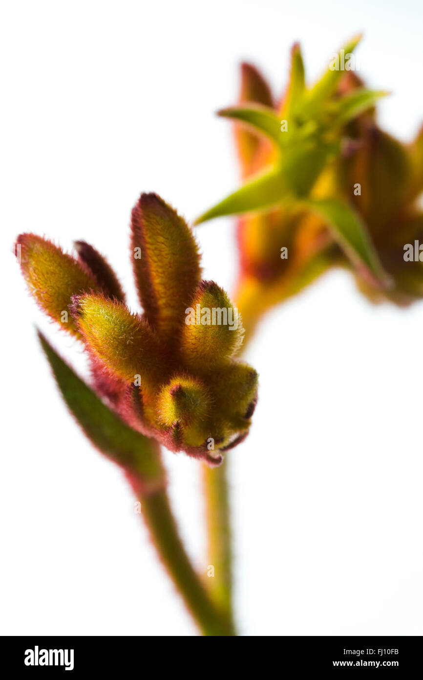 Closeup of an Australian flower, the Kangaroo Paw Stock Photo
