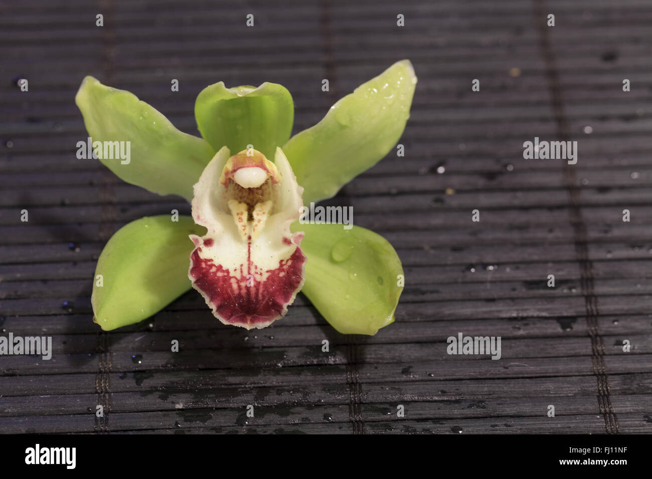 Green and red Cymbidium orchid species on a black bamboo mat background Stock Photo