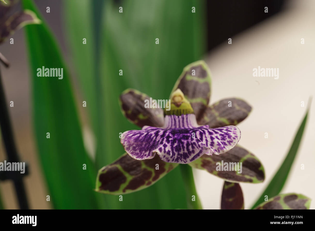 Purple and green orchid, Zygopetalum orchid species, on a leafy green background Stock Photo