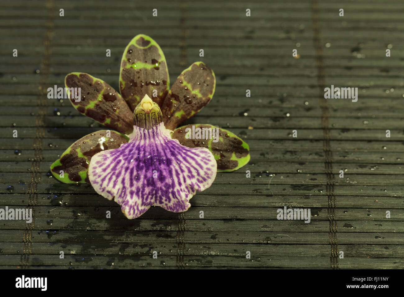Purple and green orchid, Zygopetalum orchid species, on a black bamboo mat background Stock Photo