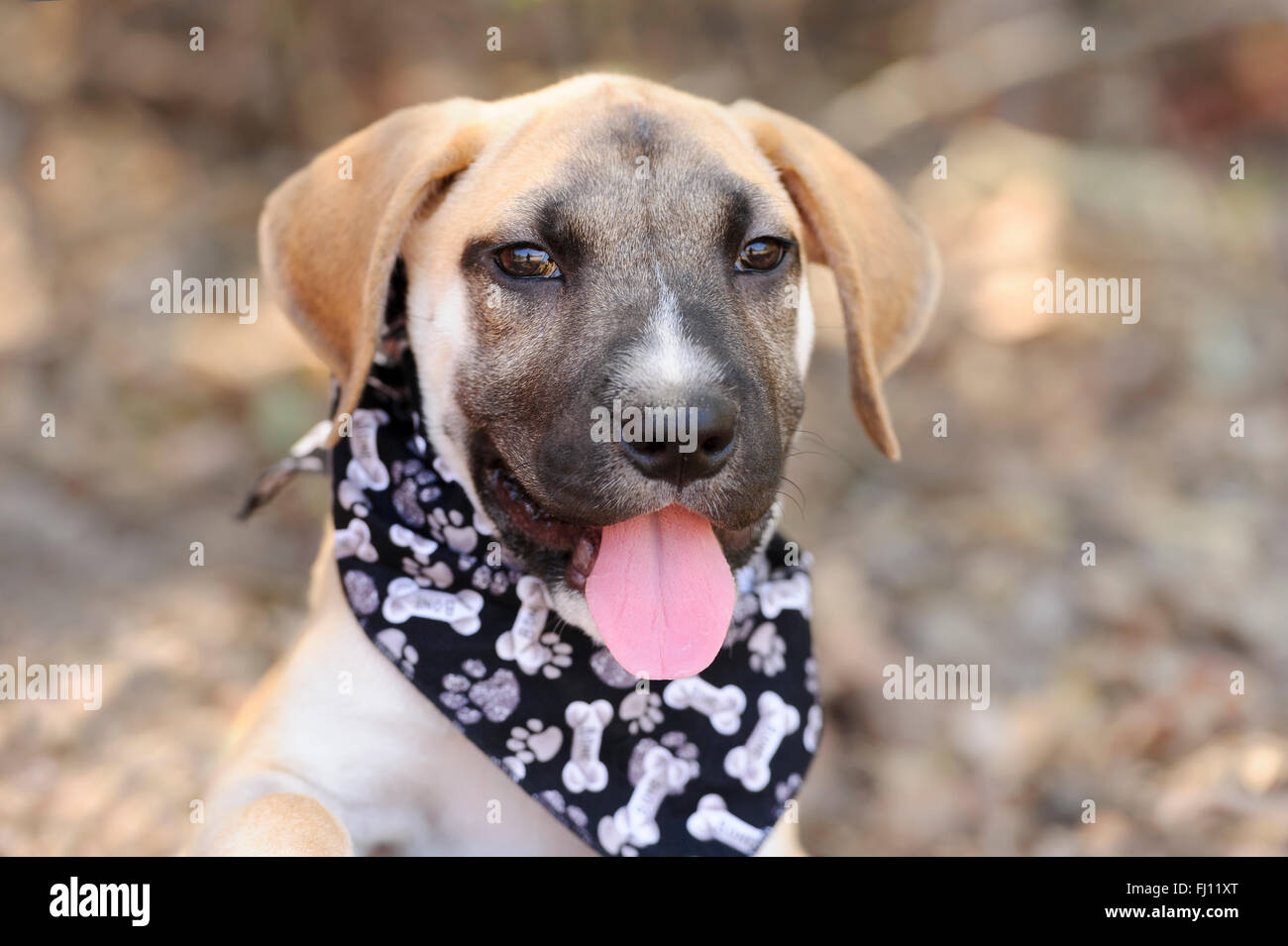 Glowing eyes dog High Resolution Stock Photography and Images Alamy