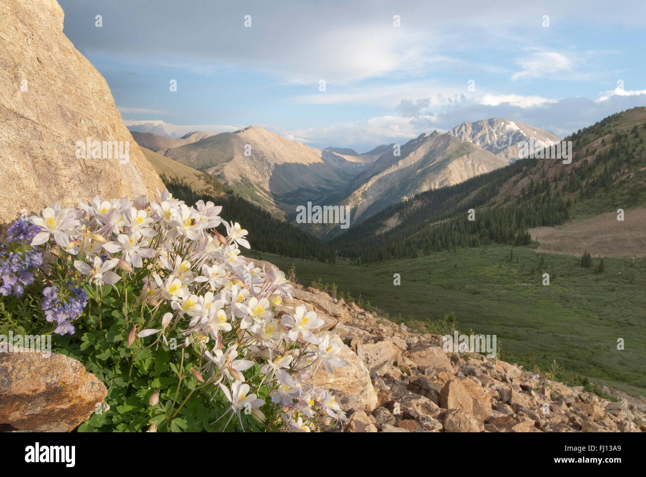 Columbine bloom on the shoulder of Mt. Elbert in the Sawatch range of