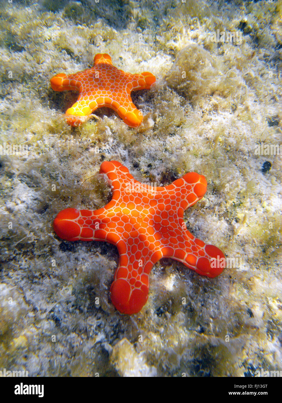 Vermillion biscuit starfish (Pentagonaster dubeni), Rottnest Island, Western Australia Stock Photo