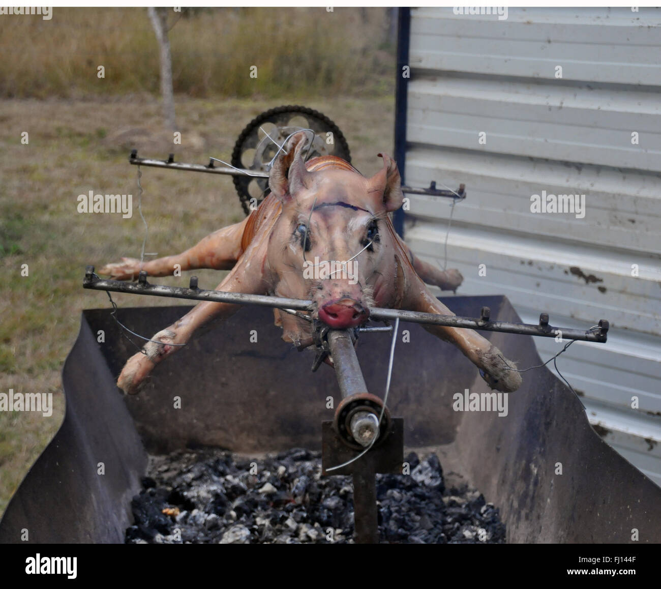 COOKING A WHOLE PIG ON A ROTISSERY SPIT Stock Photo Alamy