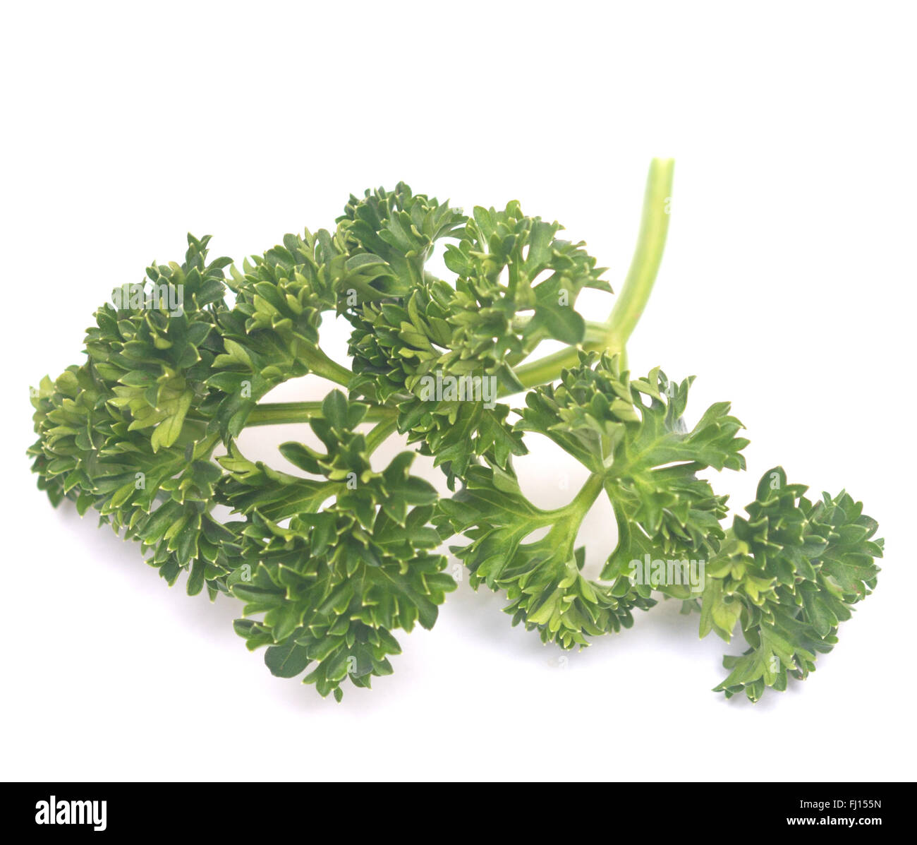fresh green parsley isolated on white background Stock Photo - Alamy