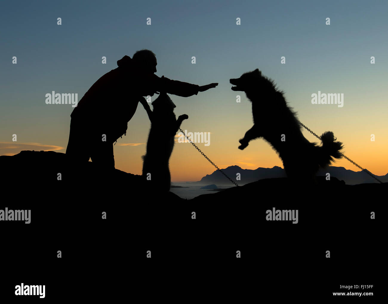 Greenland, Kulusuk, Man caring for dogs Stock Photo