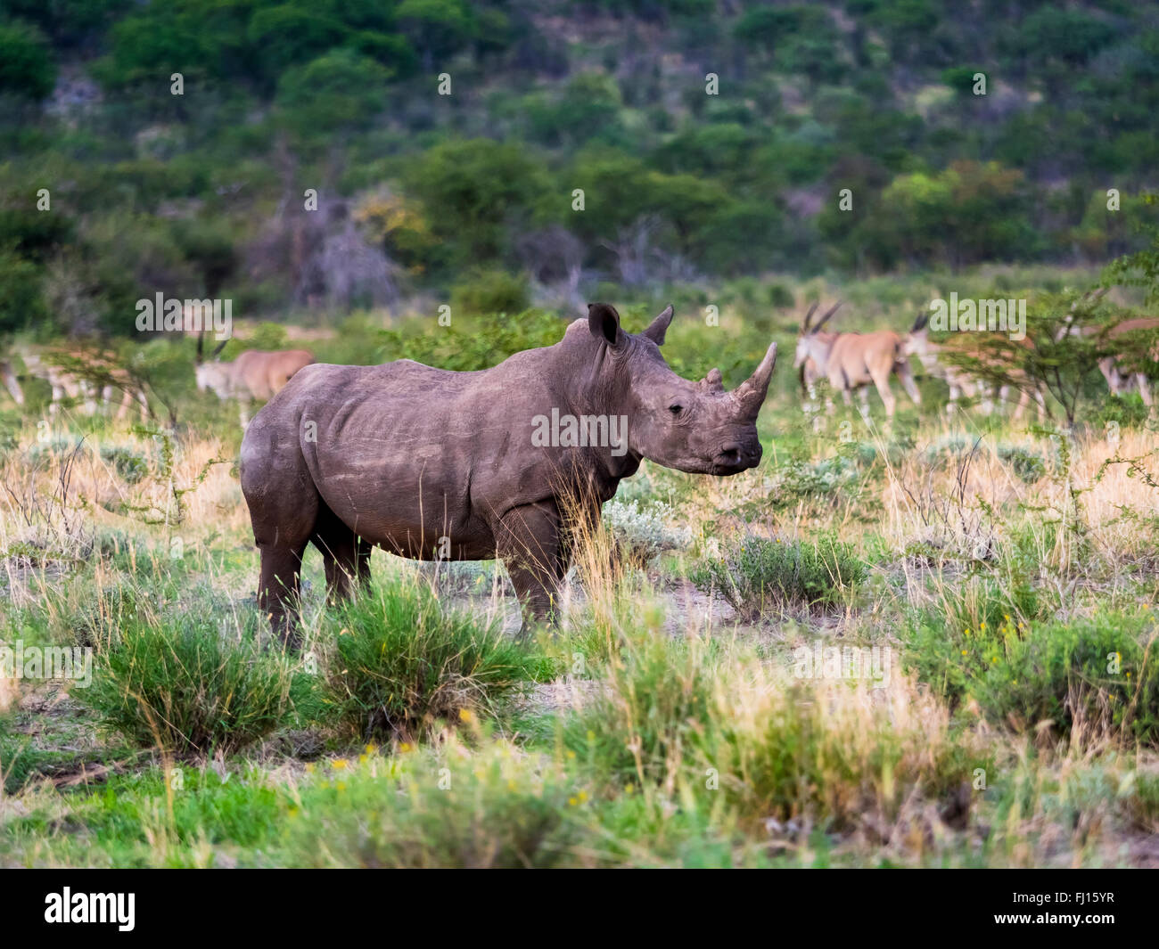 Namibia, Outjo, Ongava Wild Reservat, Wide-mouthed rhinoceros, Ceratotherium simum Stock Photo