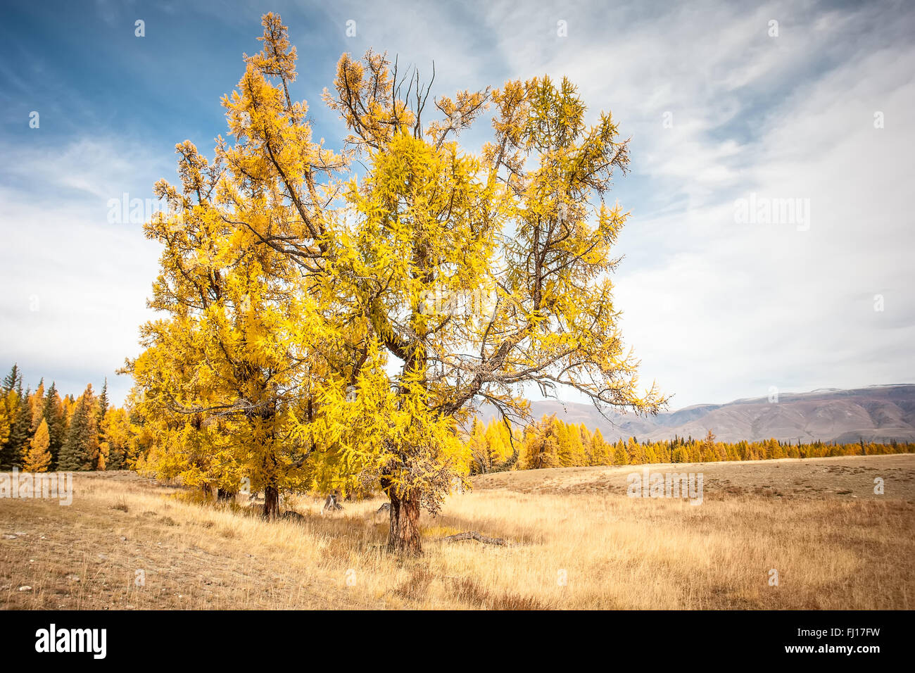 Wonderful autumn yellow trees against the sky Stock Photo - Alamy