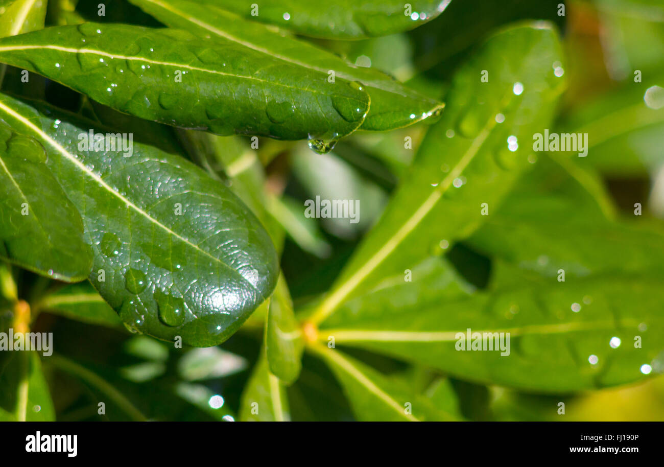 Macro of green leaves with drops of bright water Stock Photo