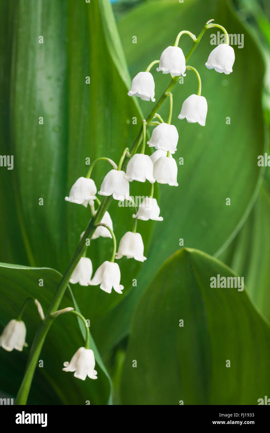 Beautiful white flower bells on the background of green grass Stock