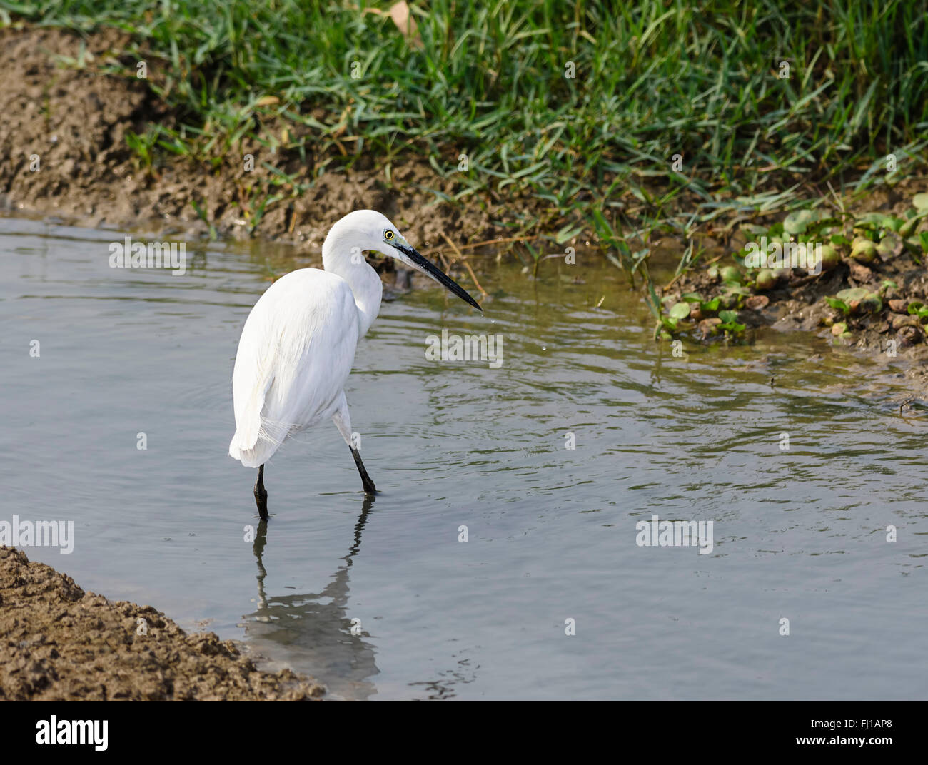 Bird, Little Egret,  Egretta garzetta, feeding in water, copy space Stock Photo