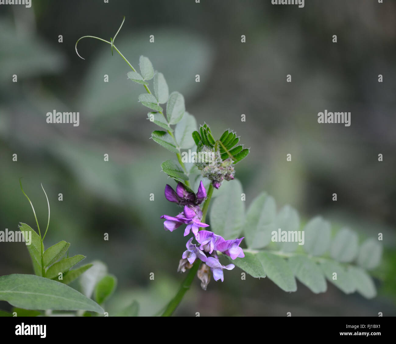 Bush vetch (Vicia sepium) with tendrils. A striking purple member of ...