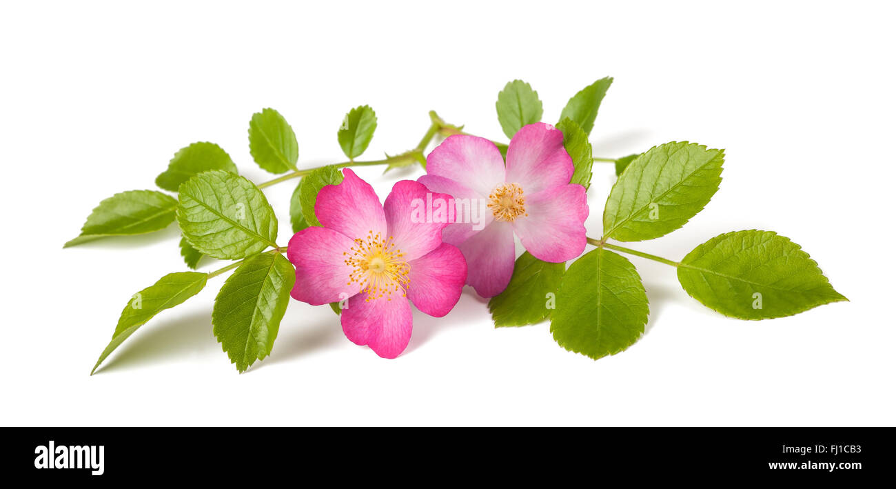 Dog rose (Rosa canina) flowers on a white background Stock Photo - Alamy
