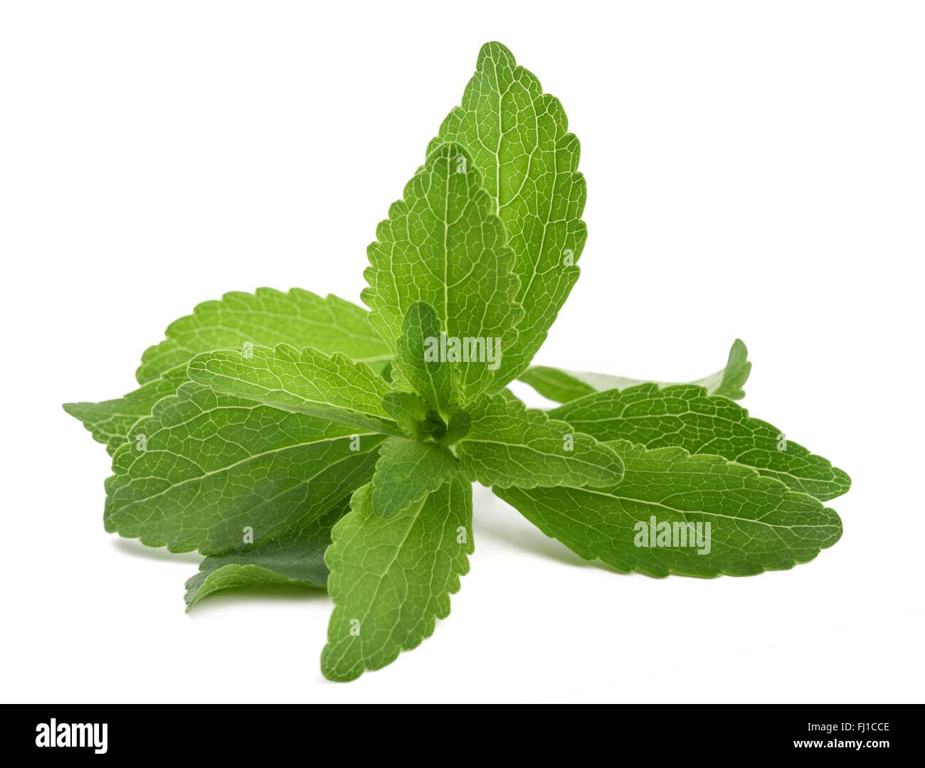Stevia rebaudiana bunch isolated on white background Stock Photo Alamy