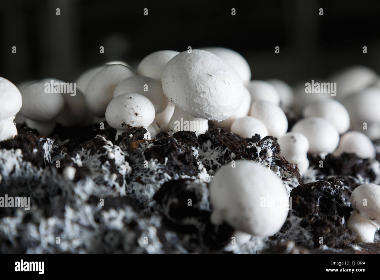 Fresh champignons growing on a special soil on a mushroom production plant. Food production Stock Photo