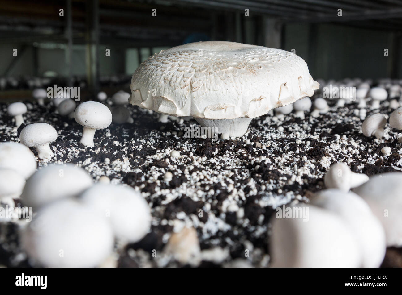 Giant champignon growing on a special soil on a mushroom production plant. Food production Stock Photo