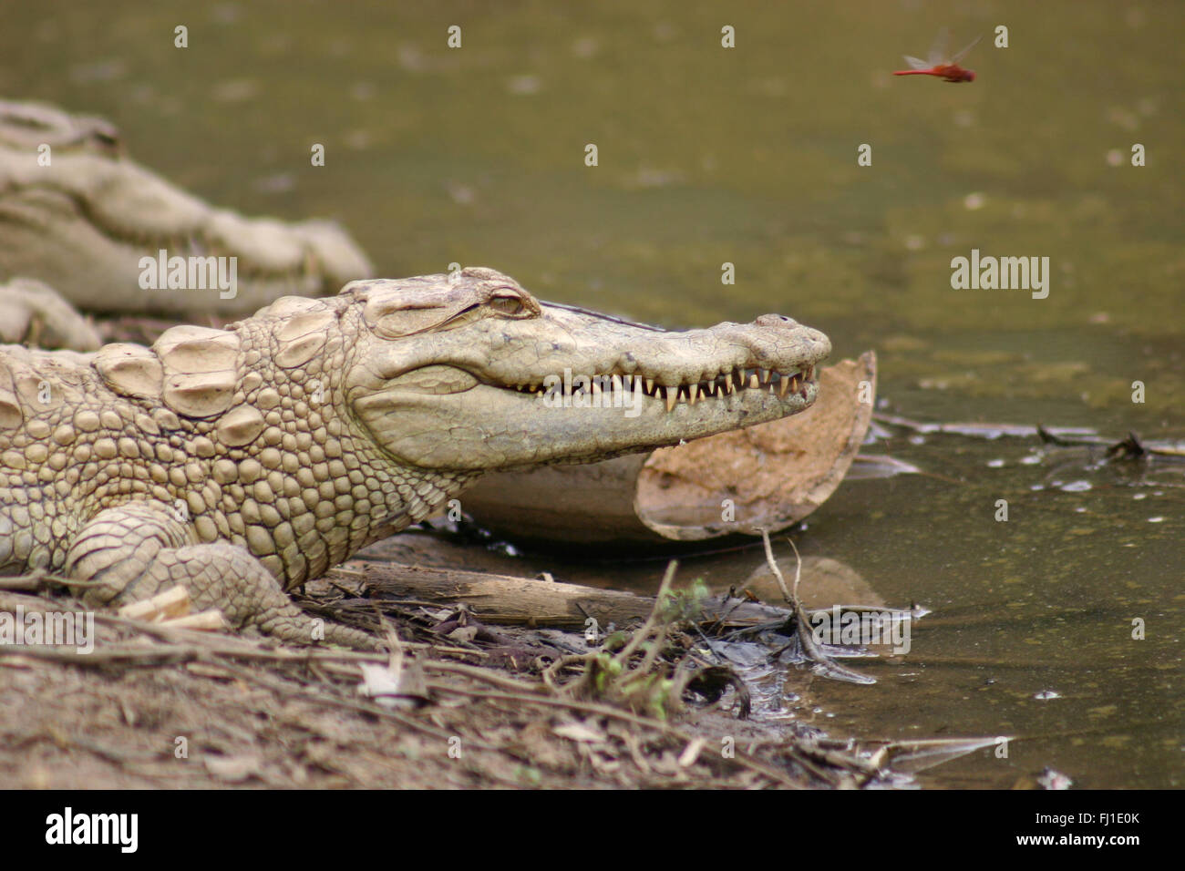 Crocodiles in Dogon country, Mali - Stock Photo