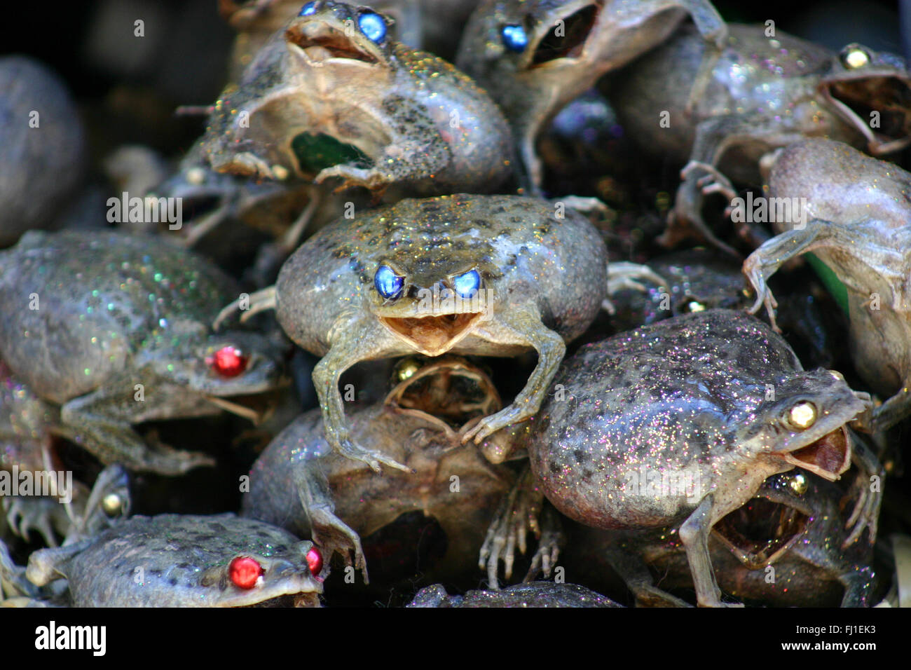 Dead frogs at Witches Market , Mercado de Hechiceria , la Paz, Bolivia Stock Photo