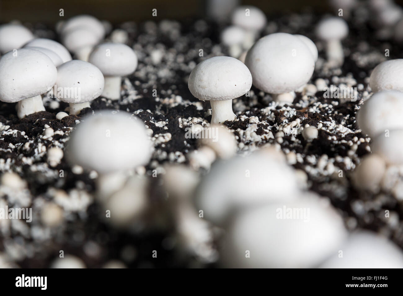 Fresh champignons growing on a special soil on a mushroom production ...