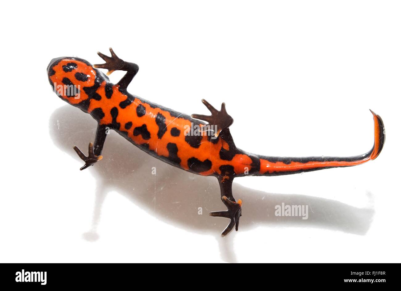 Fire Bellied Newt Belly Animal Is Walking On The Glass Surface Stock