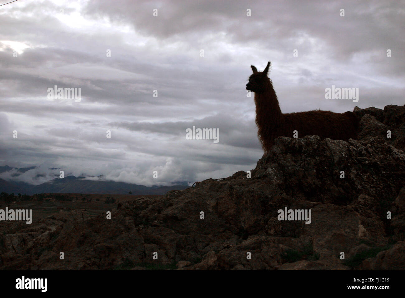 Shadow of a lama at the end of day in the Altiplano - iconic image ...