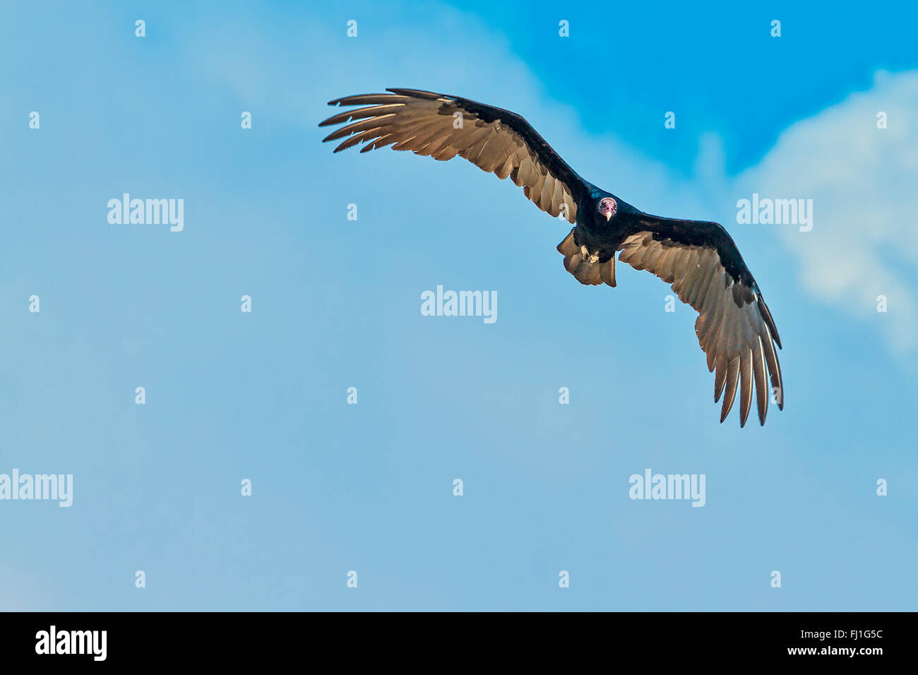 Lesser yellow-headed Vulture (Cathartes burrovianus) In Flight Santarem Brazil Stock Photo