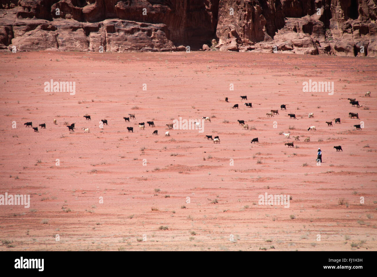 Landscape of Wadi Rum , Jordan - beduin woman walks with cattle in the distance Stock Photo
