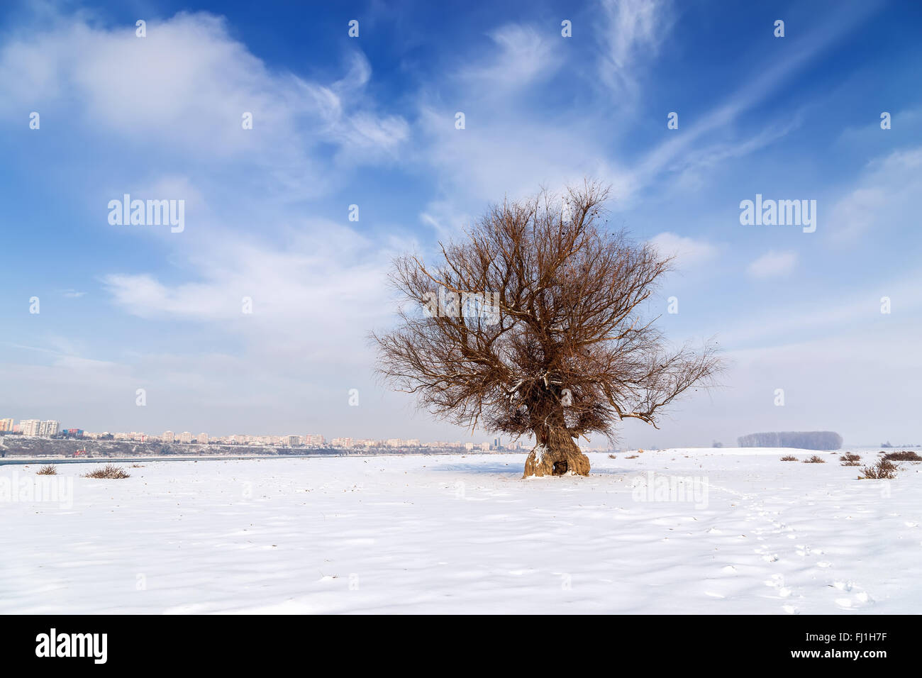 Tree on winter field and blue sky Stock Photo