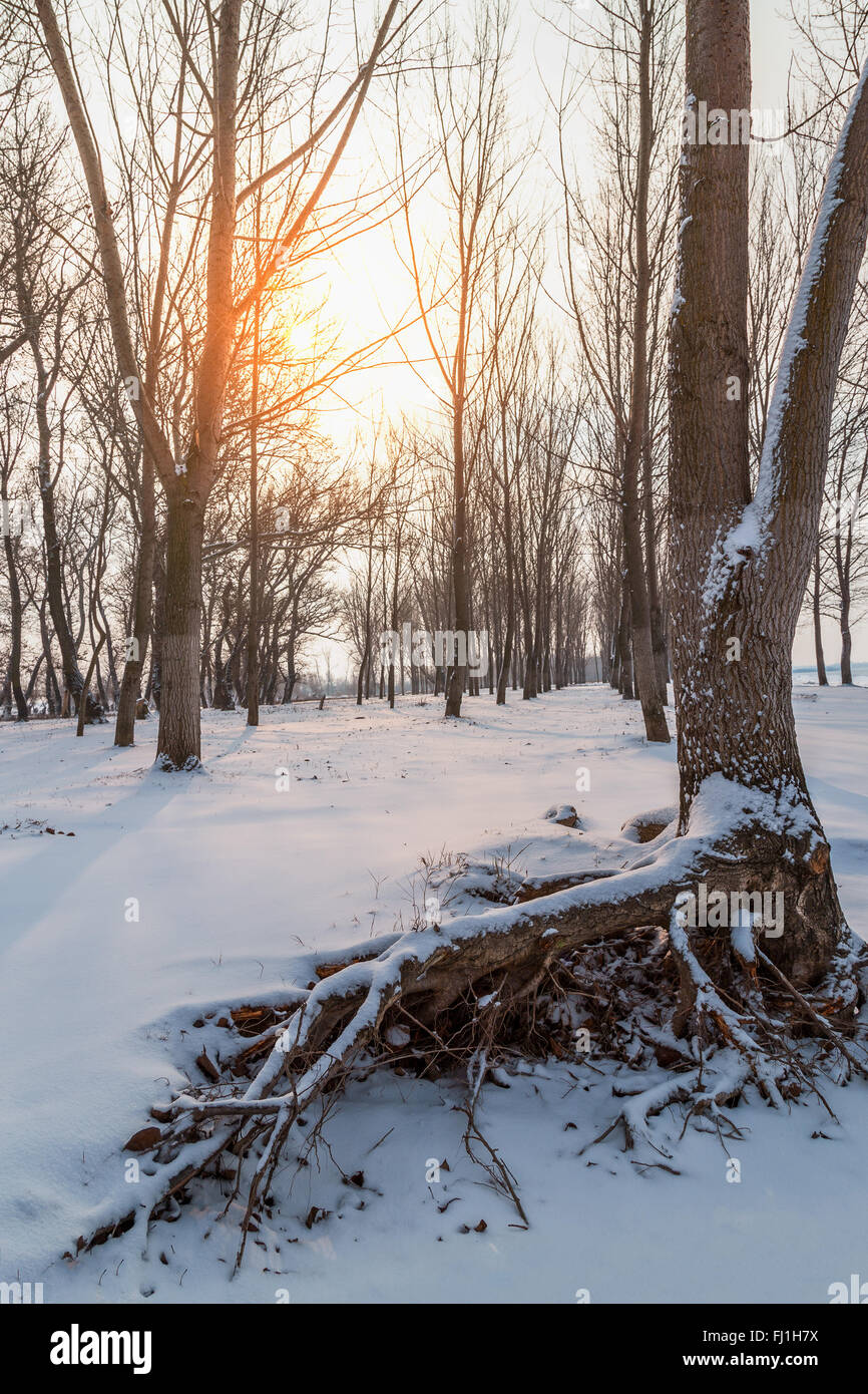 Winter landscape with snow on tree roots Stock Photo - Alamy
