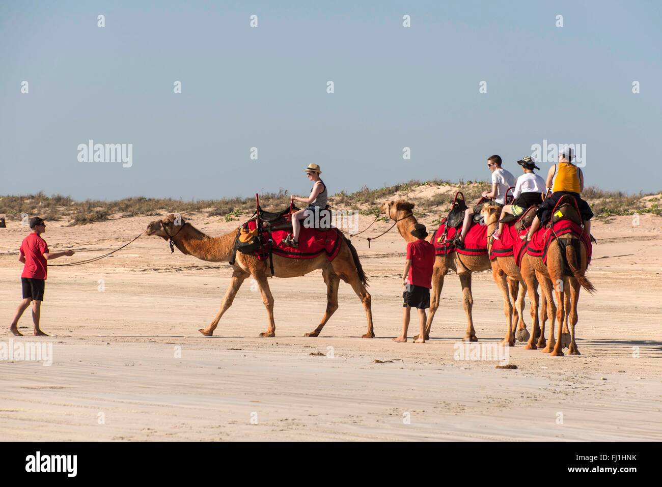 A camel train carrying tourists being led by camel  handlers on a 2km walk along Cable Beach in Broome, a coastal, pearling and Stock Photo