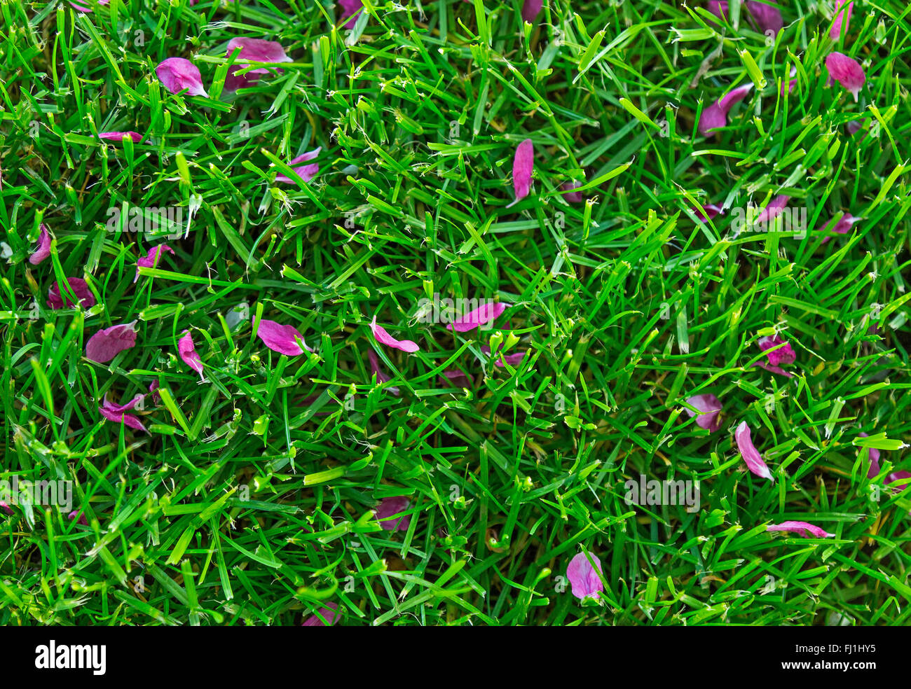Red petals on grass.Useful as background Stock Photo