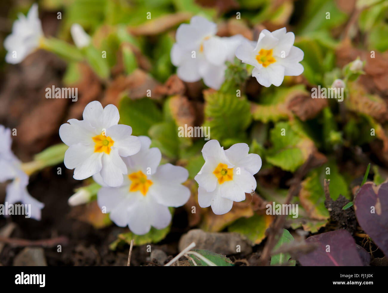 a spring flowers close up Stock Photo - Alamy