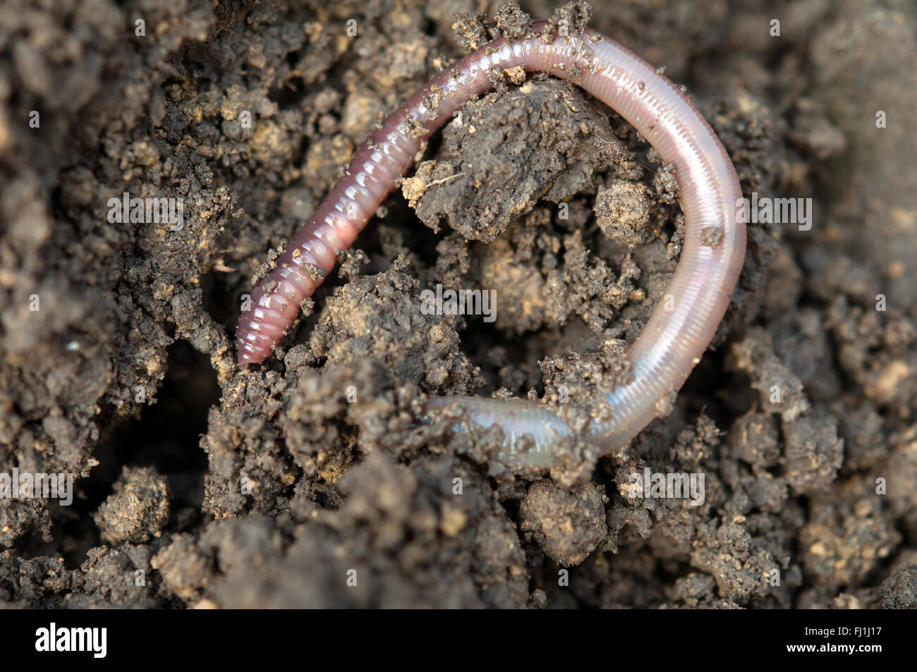 earthworm in soil - closeup shot Stock Photo