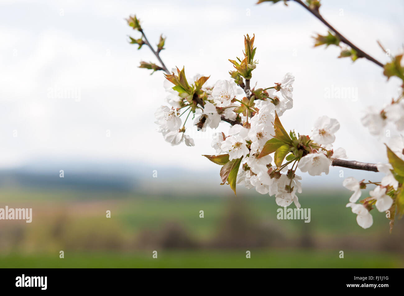 Cherry blossoms against a blue sky Stock Photo - Alamy
