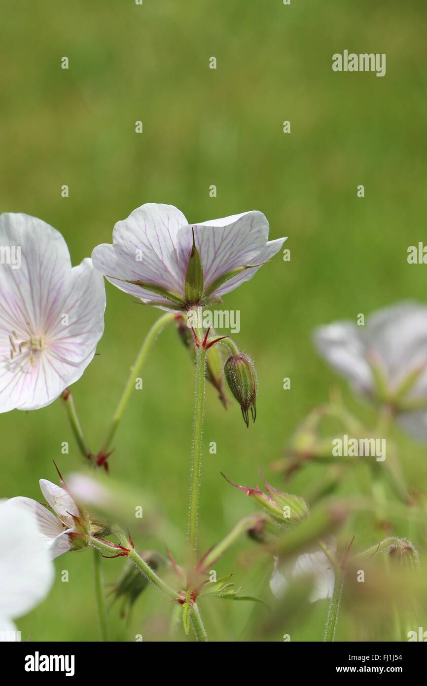 Pale pink Cranesbill Geranium 'Dreamland' flowers and buds in the summer sunshine Stock Photo