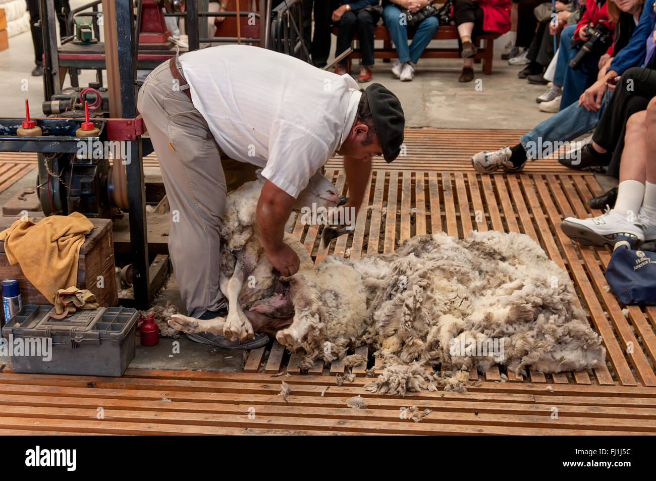 Gaucho, Argentinian cowboy, gives a demonstration of shearing sheep manually on a sheep farm Stock Photo