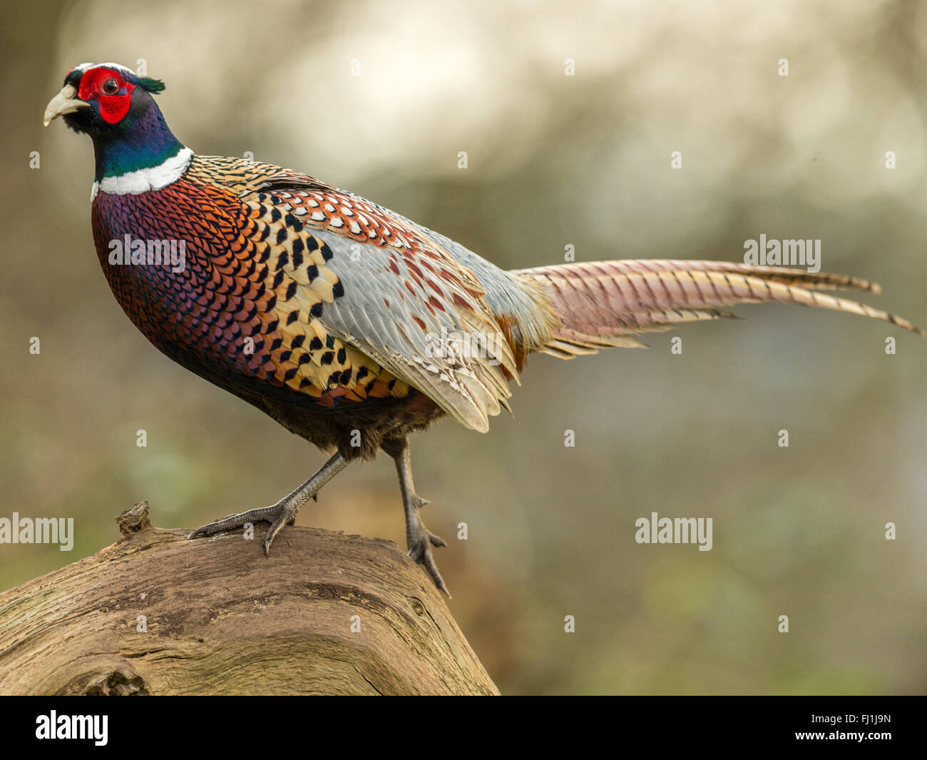 Beautiful Male Ring-necked Pheasant (Phasianus colchicus) 'Depicted posing on a wooden log'. Isolated against woodland backdrop. Stock Photo
