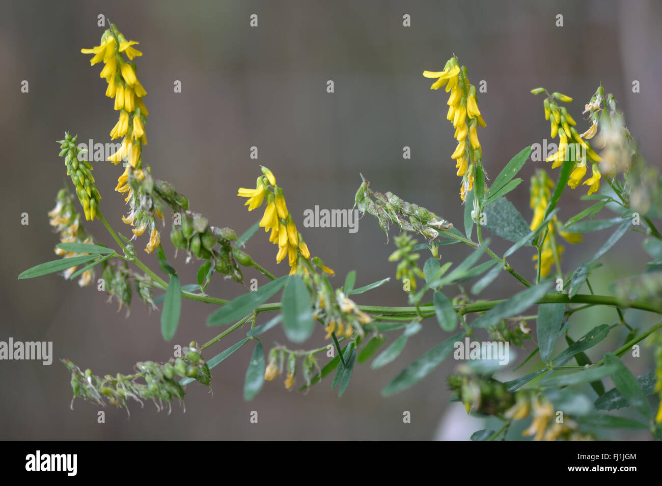 Ribbed melilot (Melilotus officinalis). Yellow flowers of this plant in the pea family (Fabaceae) Stock Photo