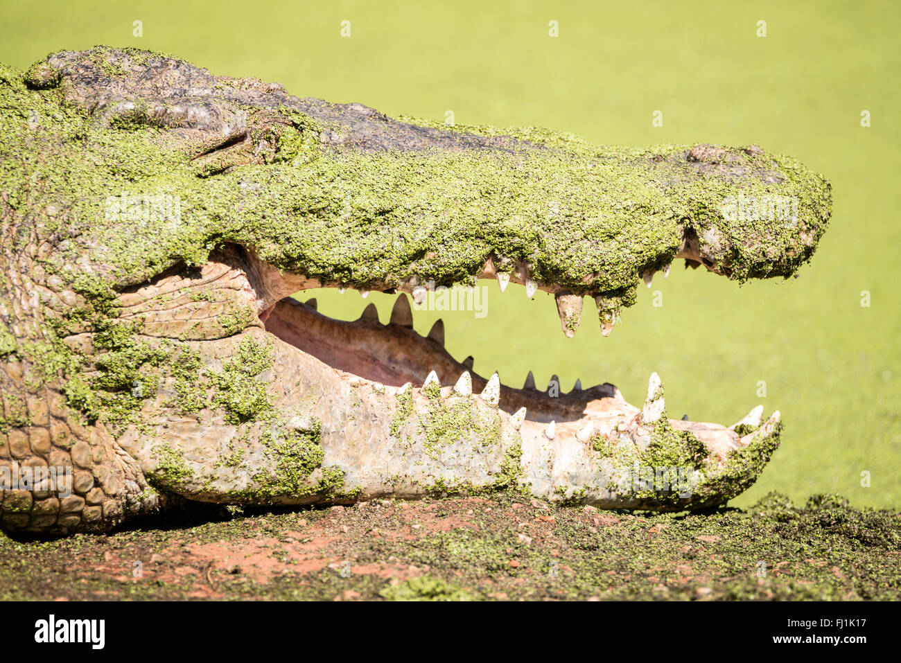 a-fully-grown-saltwater-male-crocodile-covered-in-green-algae-waiting-FJ1K17.jpg