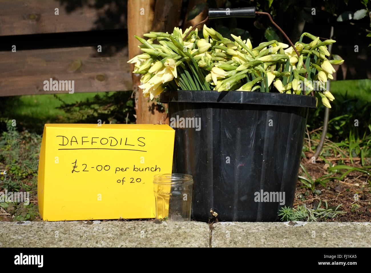 Bunches of daffodils for sale from a private garden - Falmouth, Cornwall Stock Photo