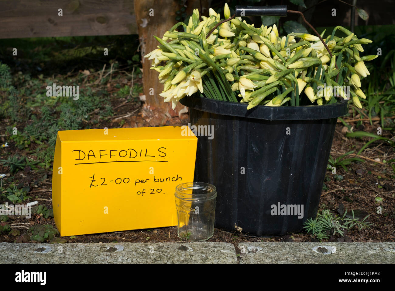 Bunches of daffodils for sale from a private garden - Falmouth, Cornwall Stock Photo