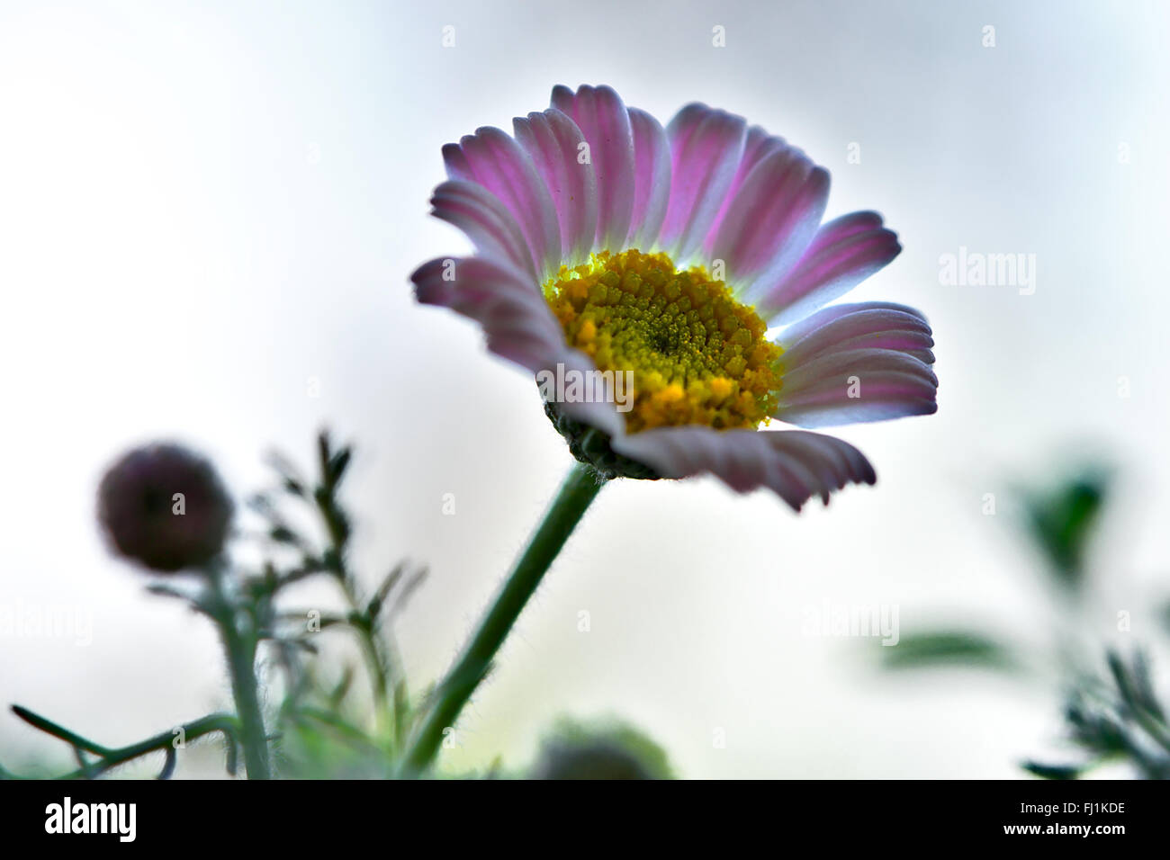 Meadow Floret Stock Photo