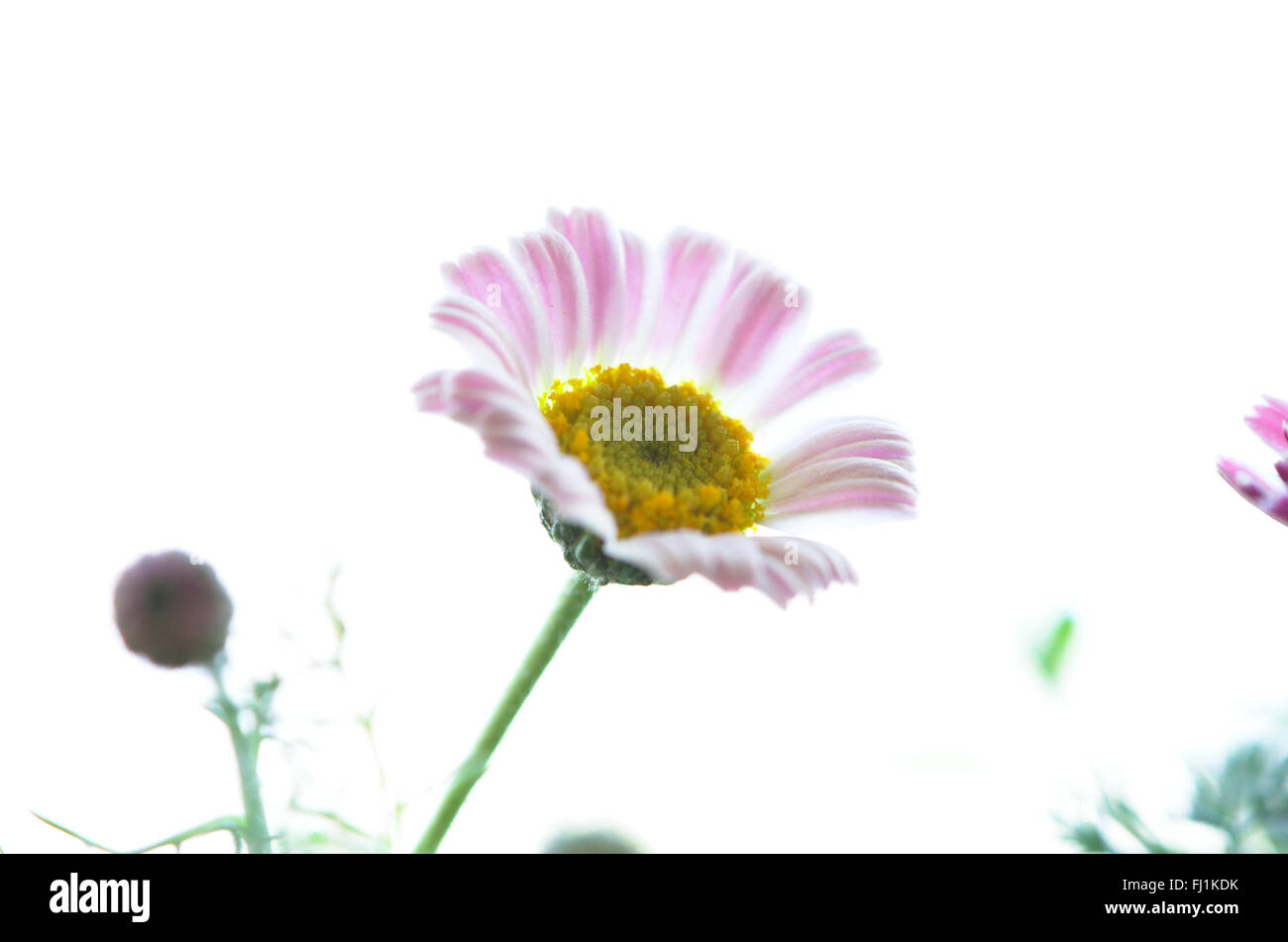 Meadow Floret Stock Photo