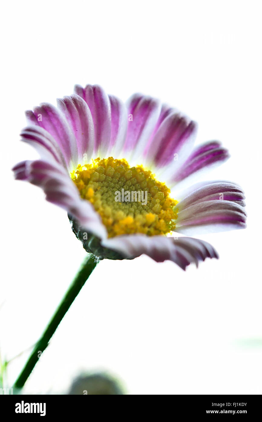 Flower portfolio hires stock photography and images Alamy