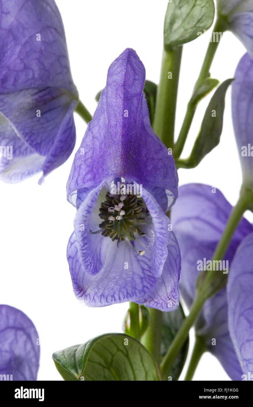 Fresh blue Monkshood flowers close up Stock Photo