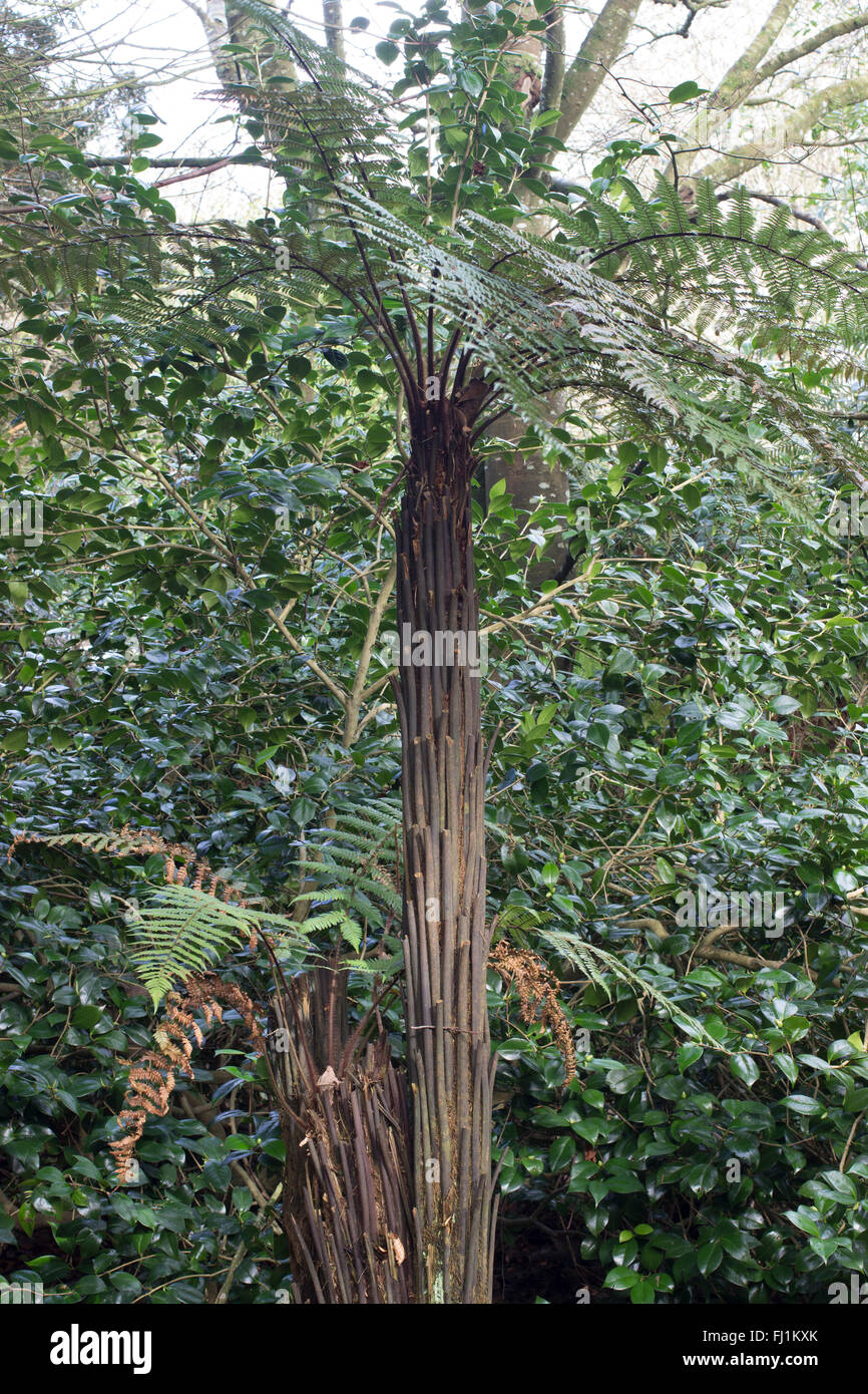 Upright stems of the half-hardy, suckering New Zealand treefern, Dicksonia squarrosa Stock Photo