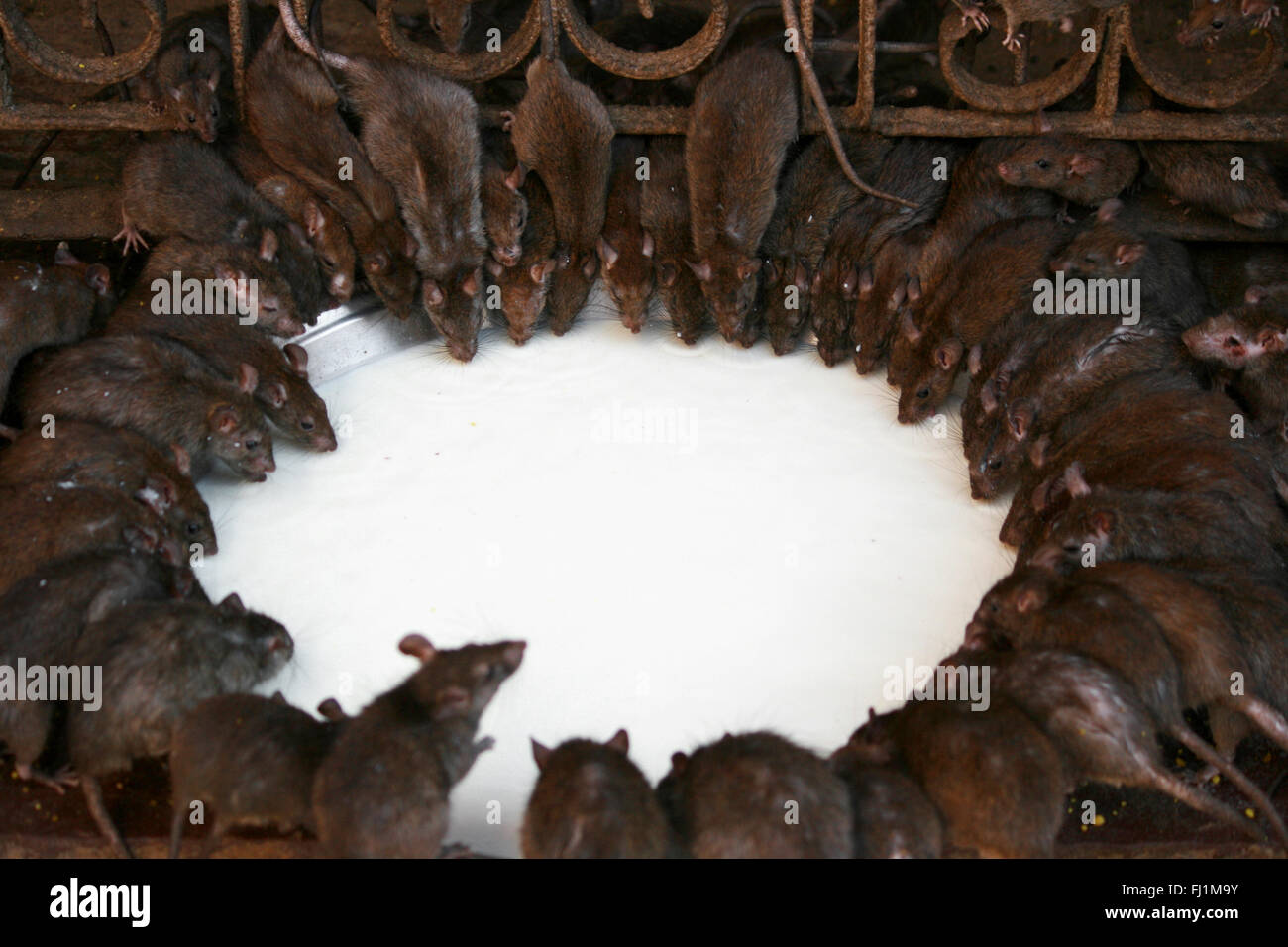 Rats drinking milk inside Karni Mata Temple (rats temple) , Bikaner, Rajasthan, Inde Stock Photo