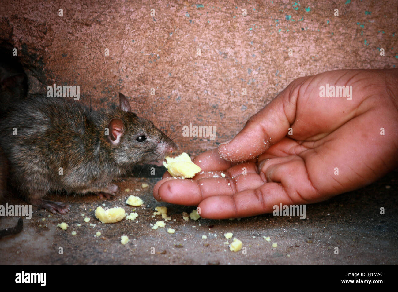 Hindu pilgrims feeding rats in Karni mata temple, Deshnok, India Stock Photo
