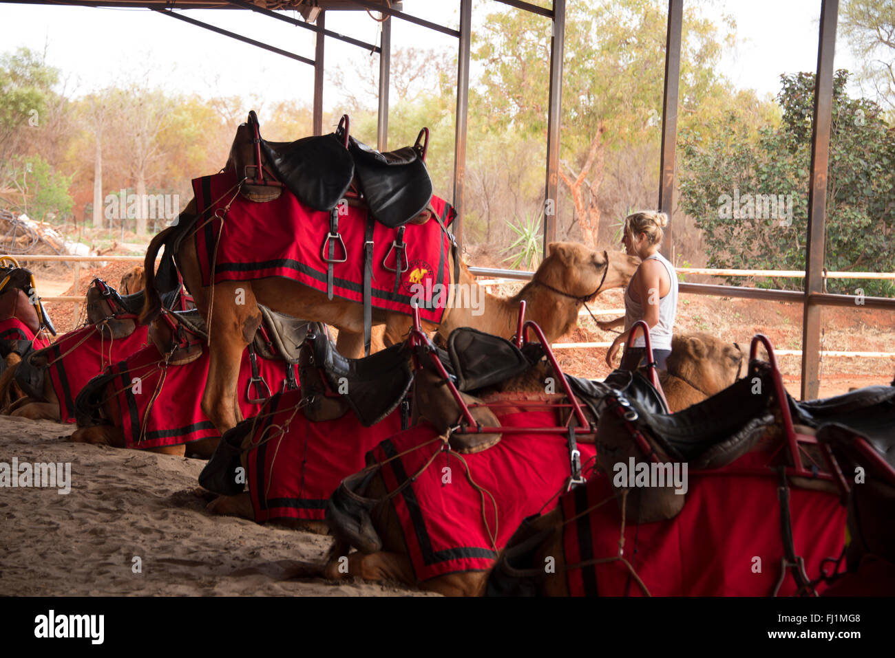 A herd of saddled up camels at the Camel Farm ready to go to Cable