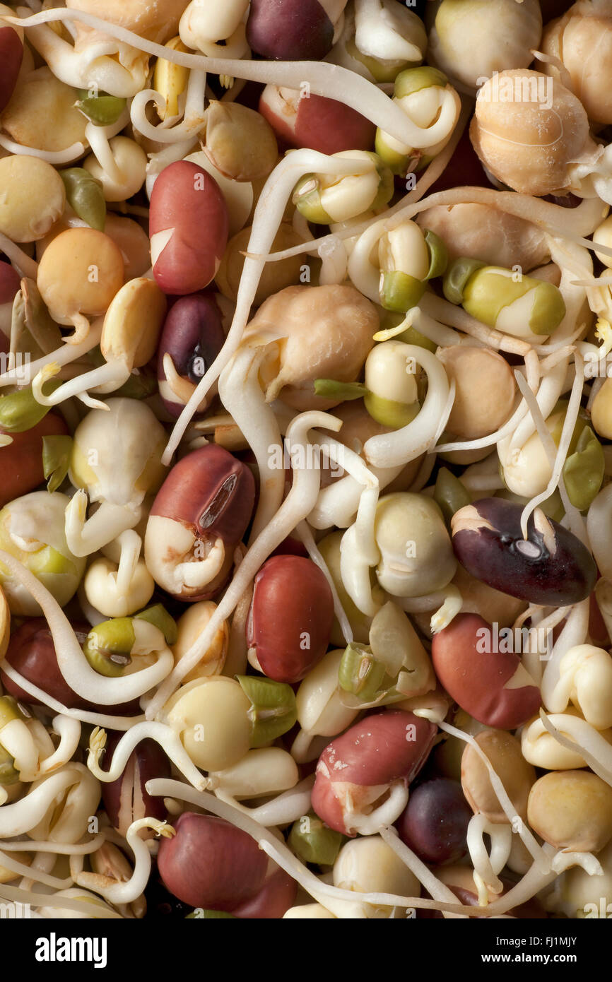 Fresh raw different sprouts full frame Stock Photo